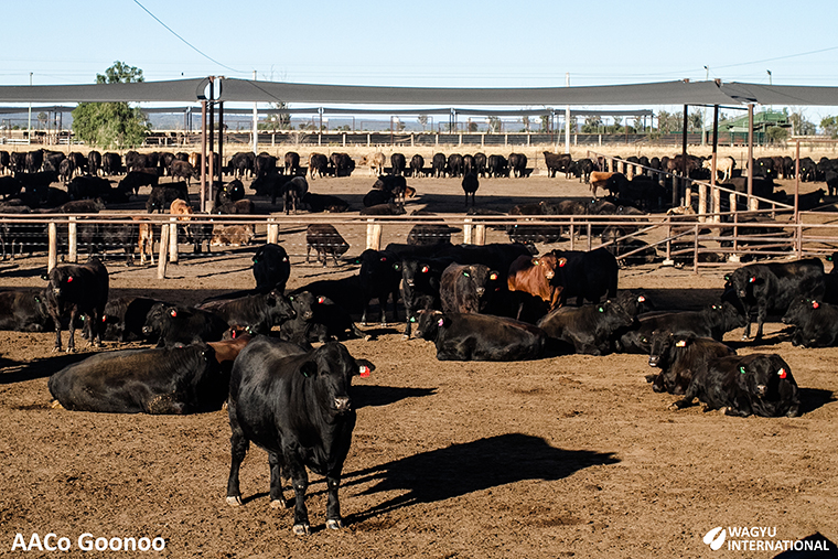 Photo of Wagyu in Australian Agricultural Company AACo feedlot at Goonoo